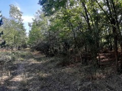  Eladó, erdő, Lajosmizse, ára: 4.9 M Ft